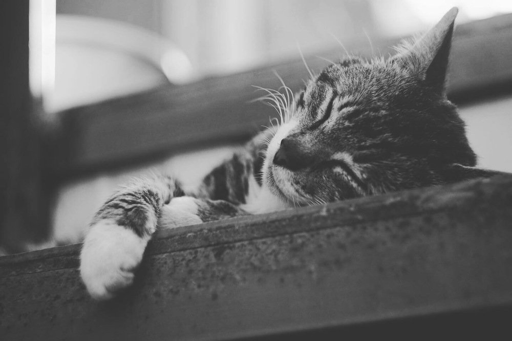 Photograph by Shestun