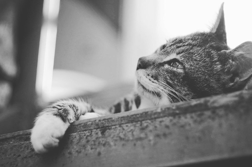 Photograph by Shestun