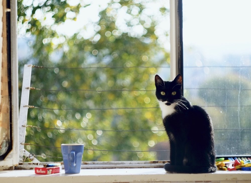 Photograph by Shestun