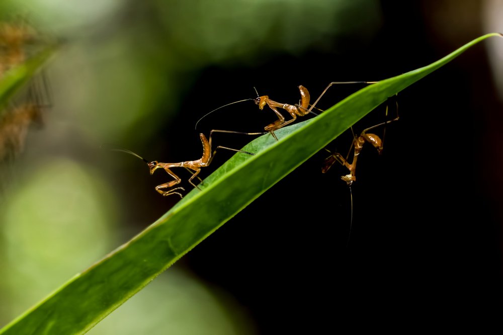 Photograph by Zinda Shaik Mohideen M