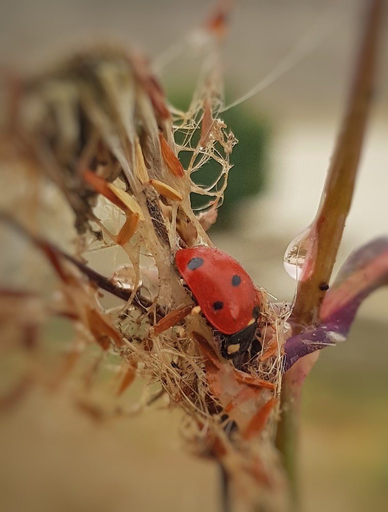Фотография автора  reyhaneh khavaninzadeh