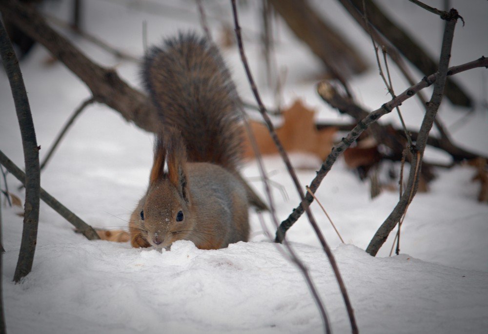 Photograph by Риф