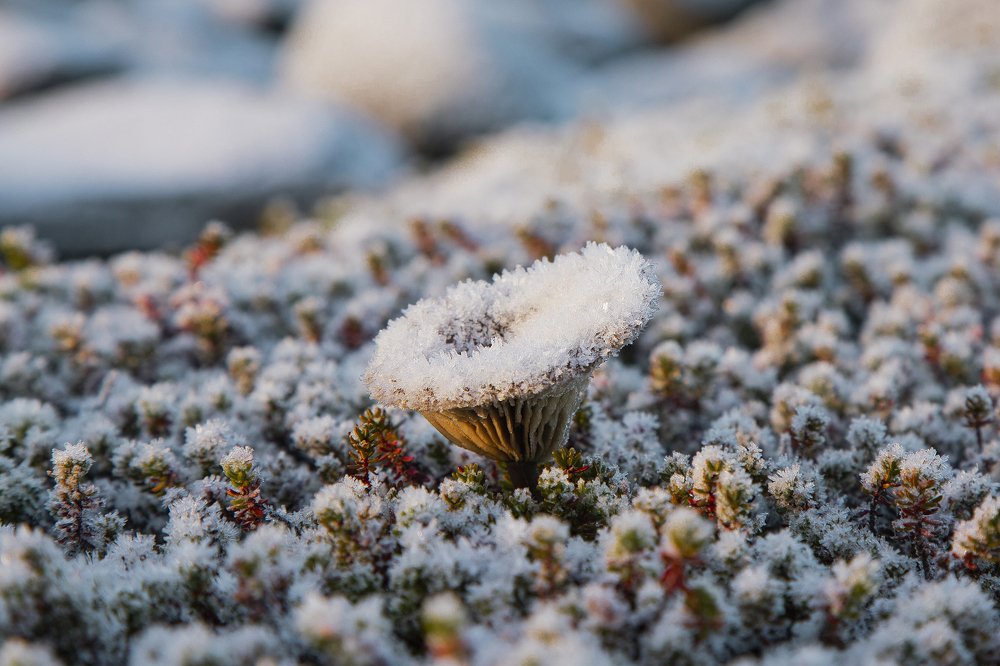 Photograph by Александр Лайкачев