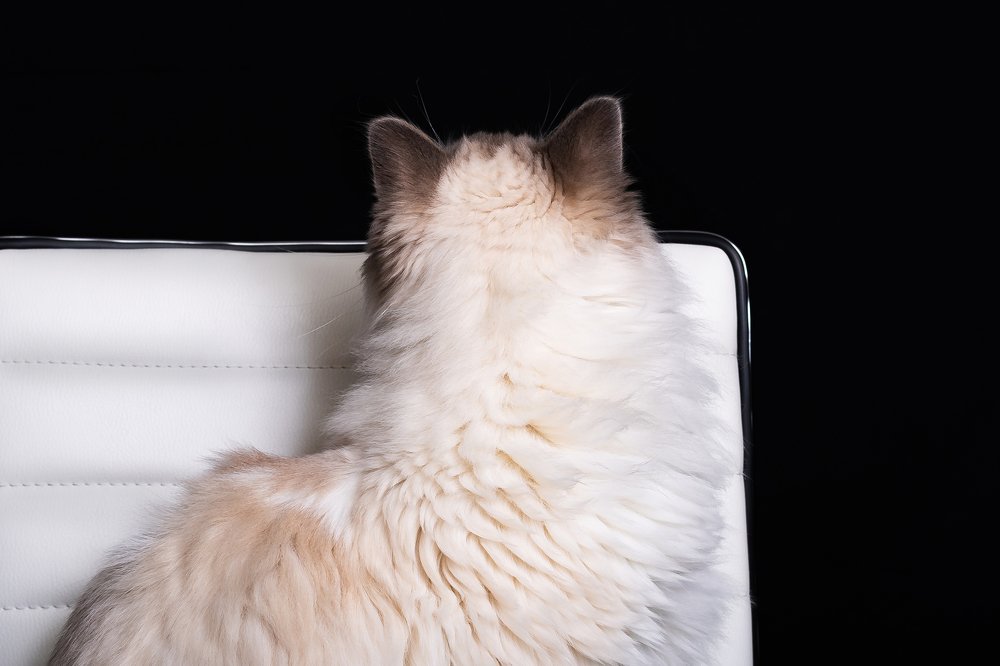 Photograph by Marianna Obino