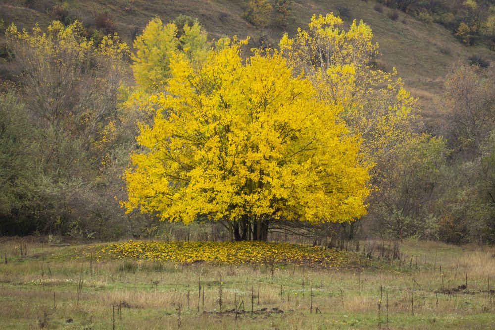 Фотография автора Denes Doma