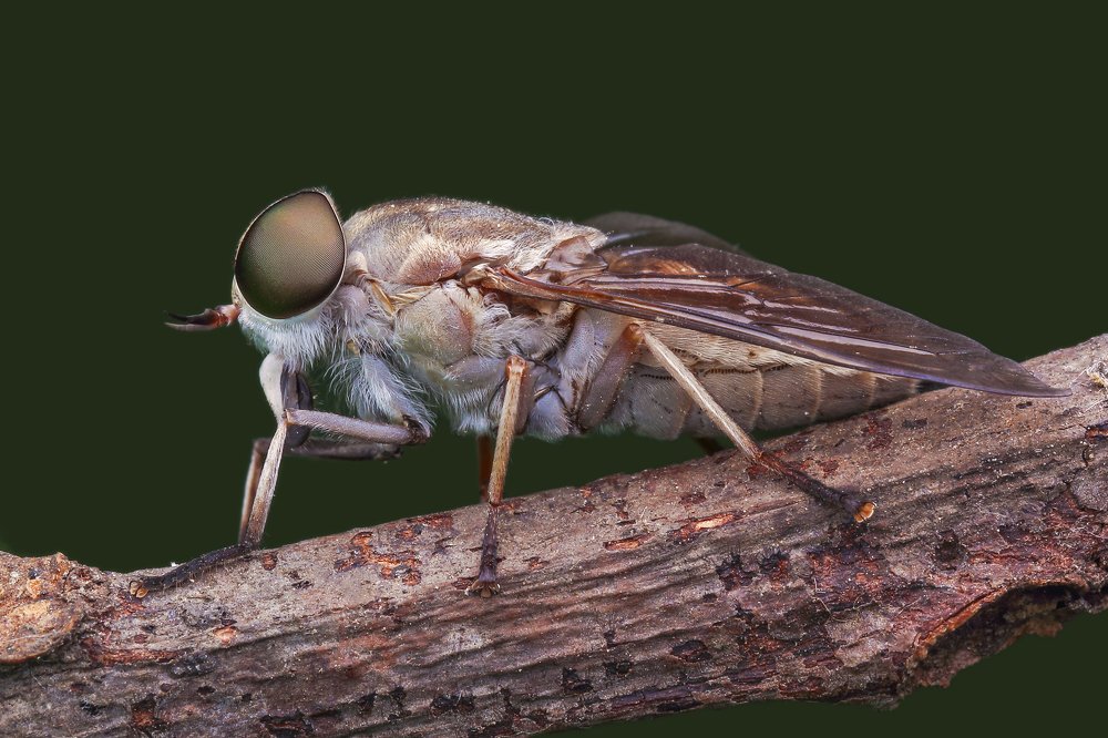 Photograph by Arindam Saha