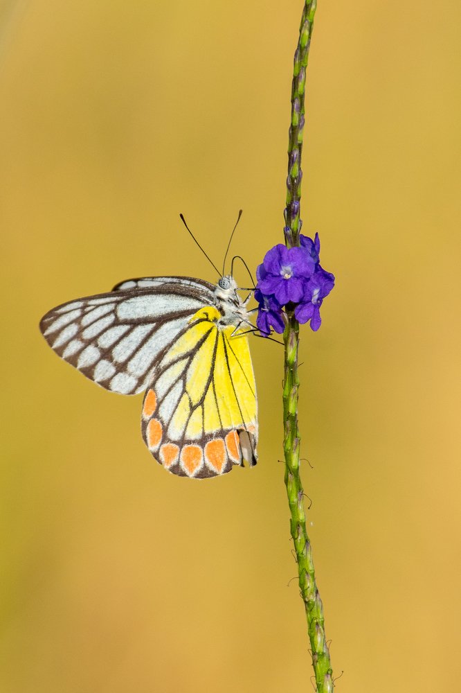 Photograph by Avinash P C