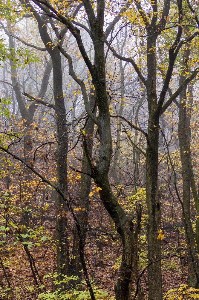 Фотография автора Denes Doma