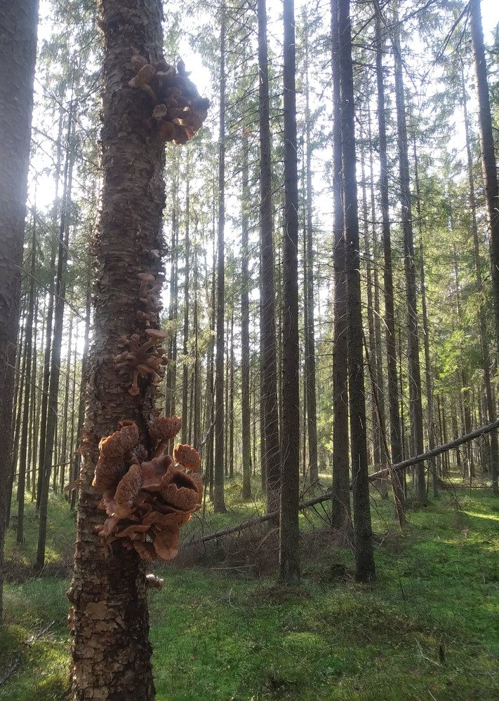 Photograph by Алина Безбородова