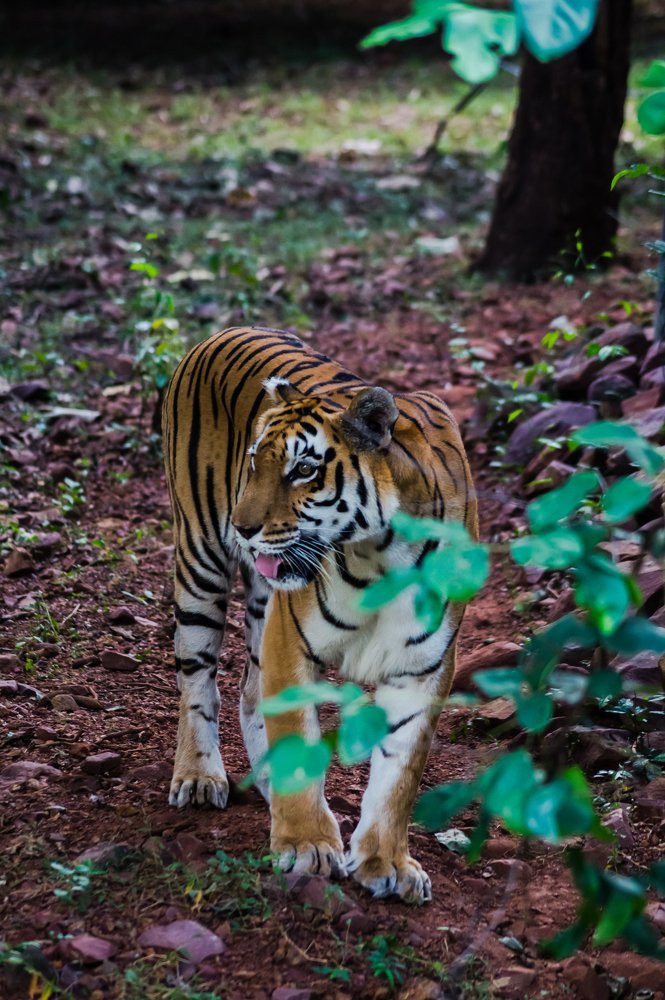 Photograph by Nikhil Raghuwanshi