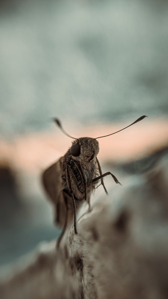 Photograph by Anik Mistry