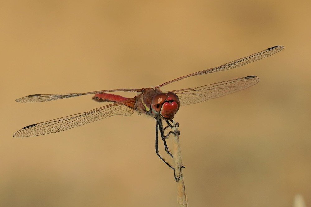 A dragonfly