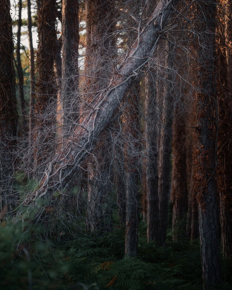 Photograph by Алексей Бойко