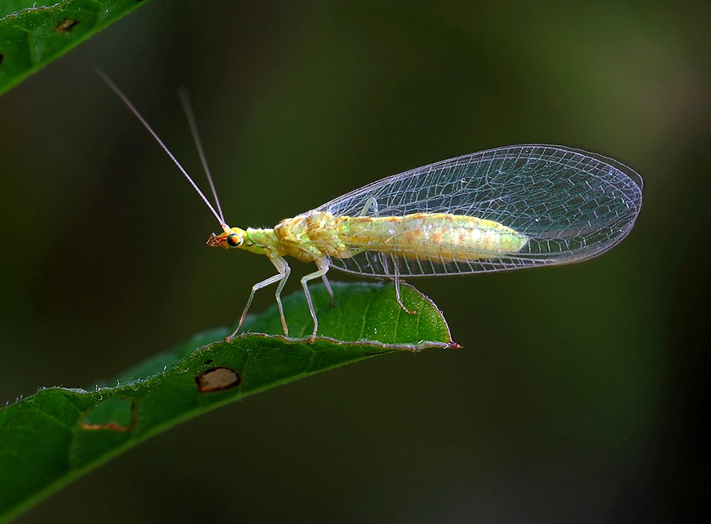 Платье королевы