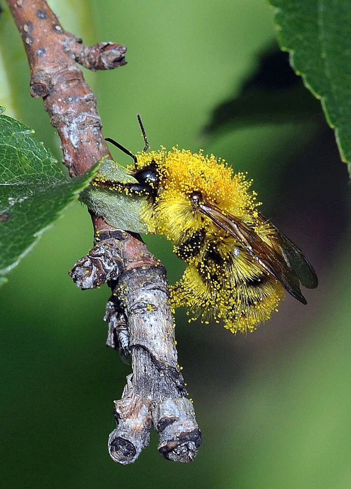 Устряпался