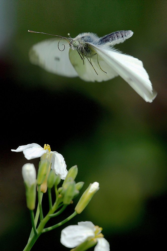 Пролетая над цветком редиски