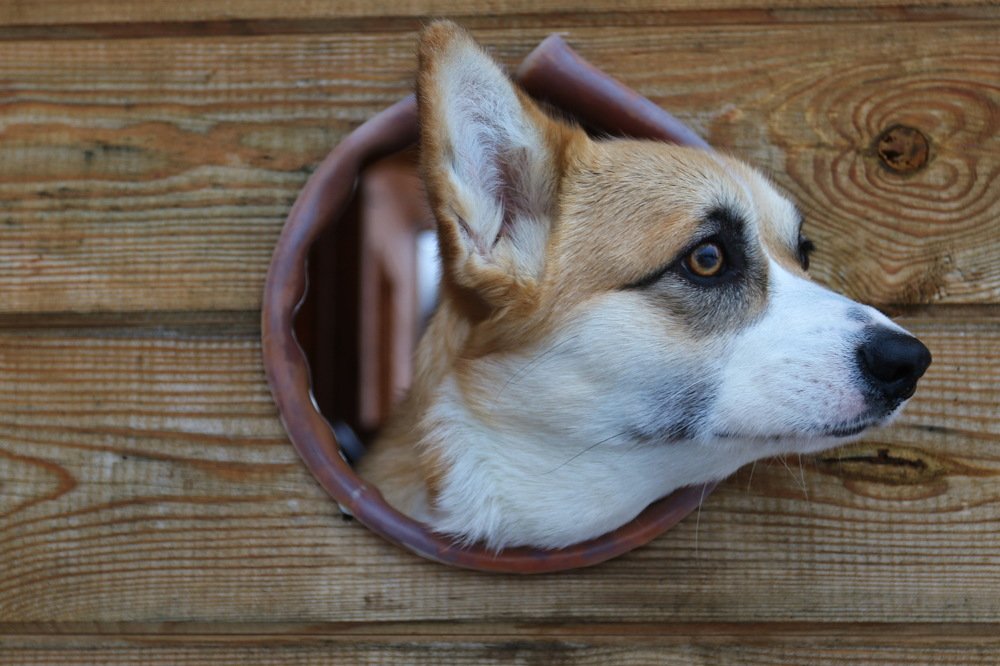 Фотография автора Елена Колосова