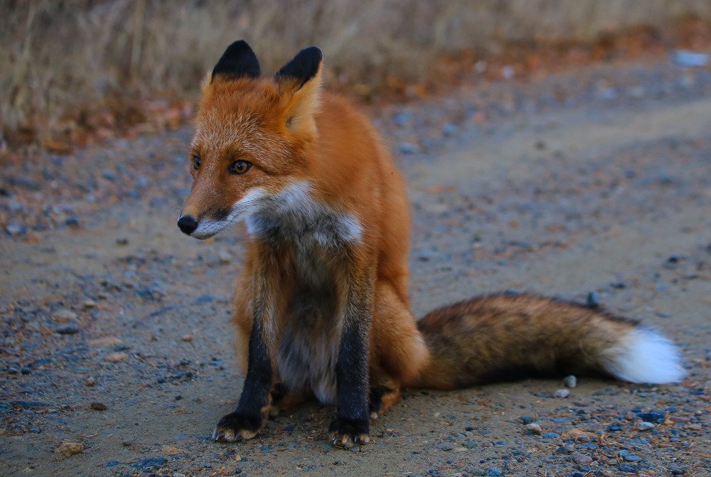 Задумчивый лис