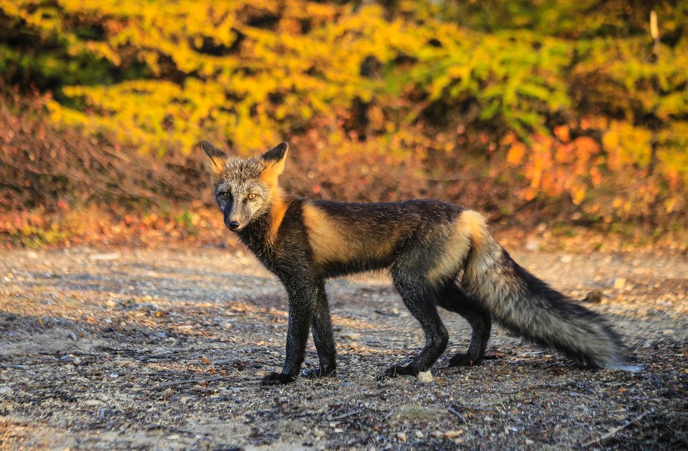 Осенний лис