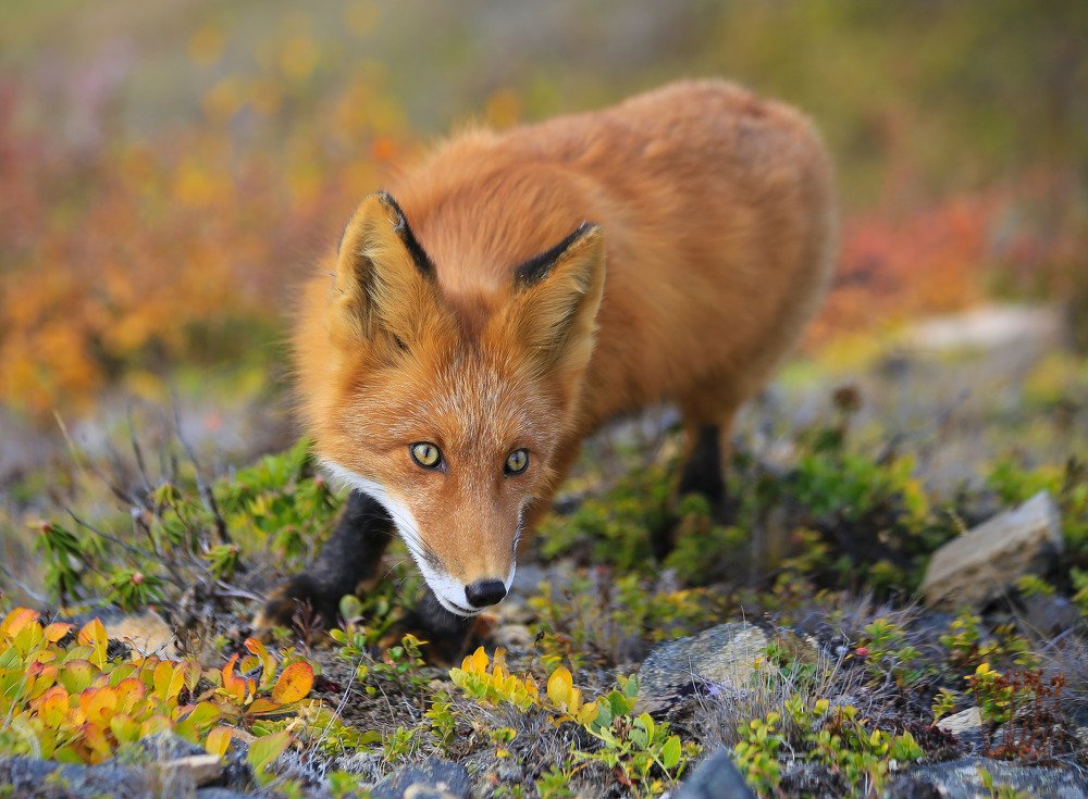 Осторожный лис