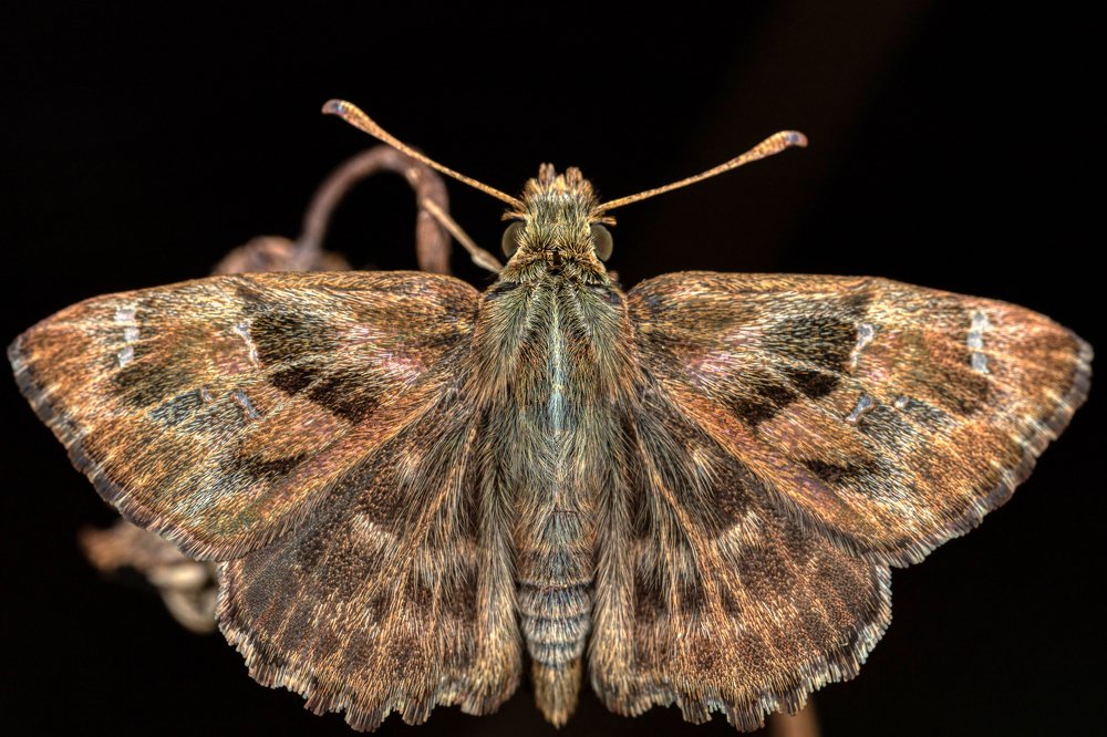 Фотография автора Vasileios Karapanagiotidis