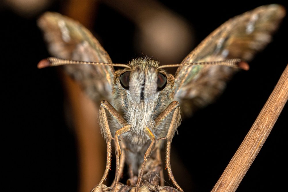 Фотография автора Vasileios Karapanagiotidis