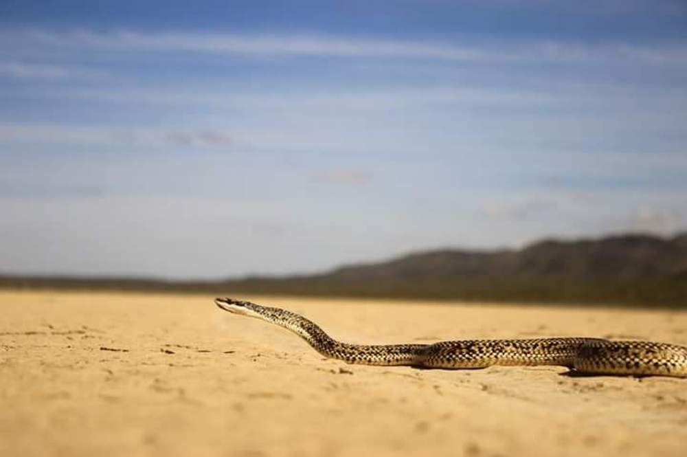 La serpiente viaja en el mar de tierra