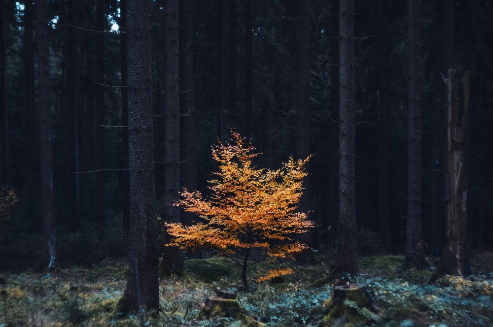 Photograph by Екатерина