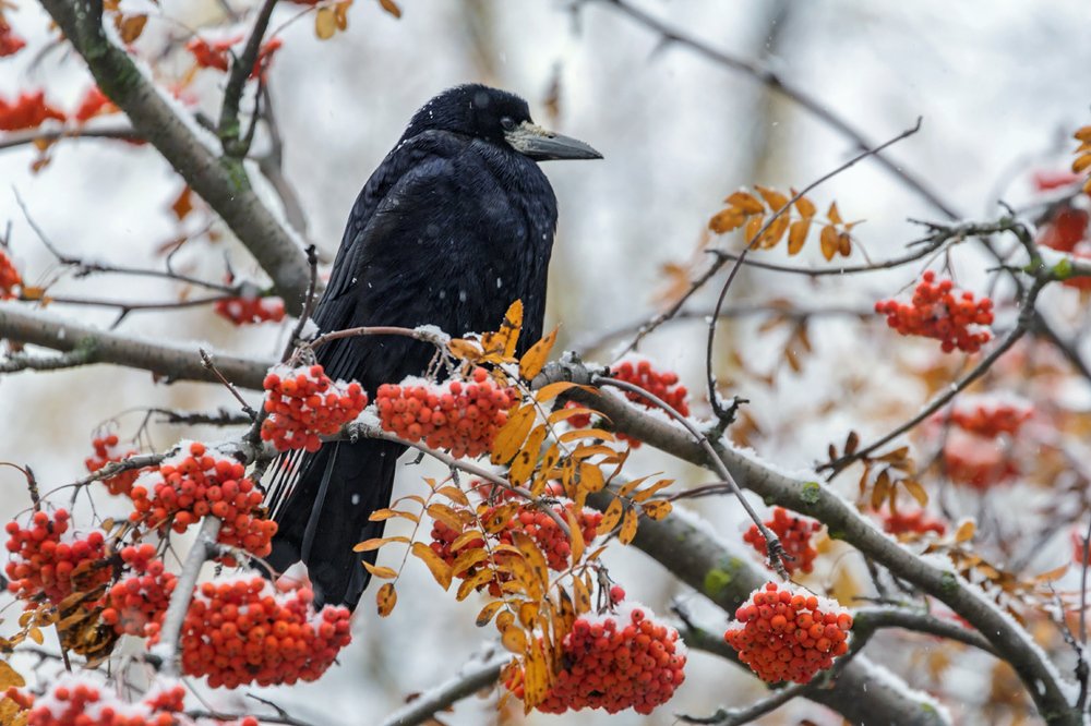 Раскрасить чёрное