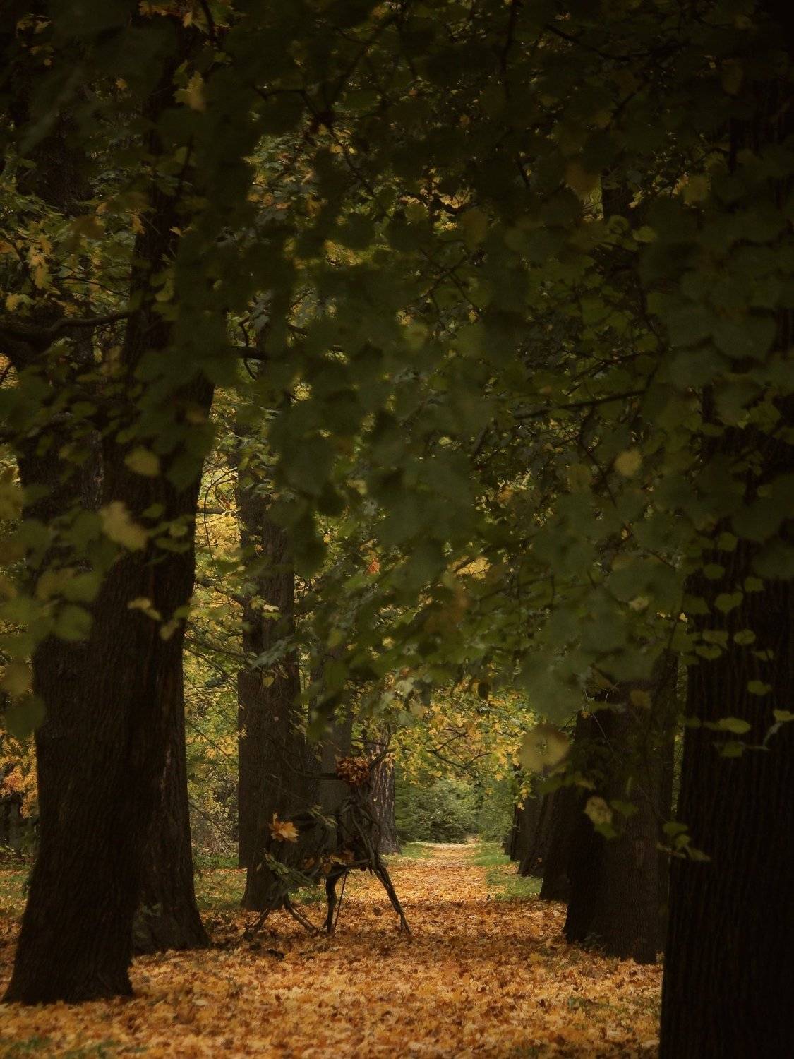 Autumn illusion