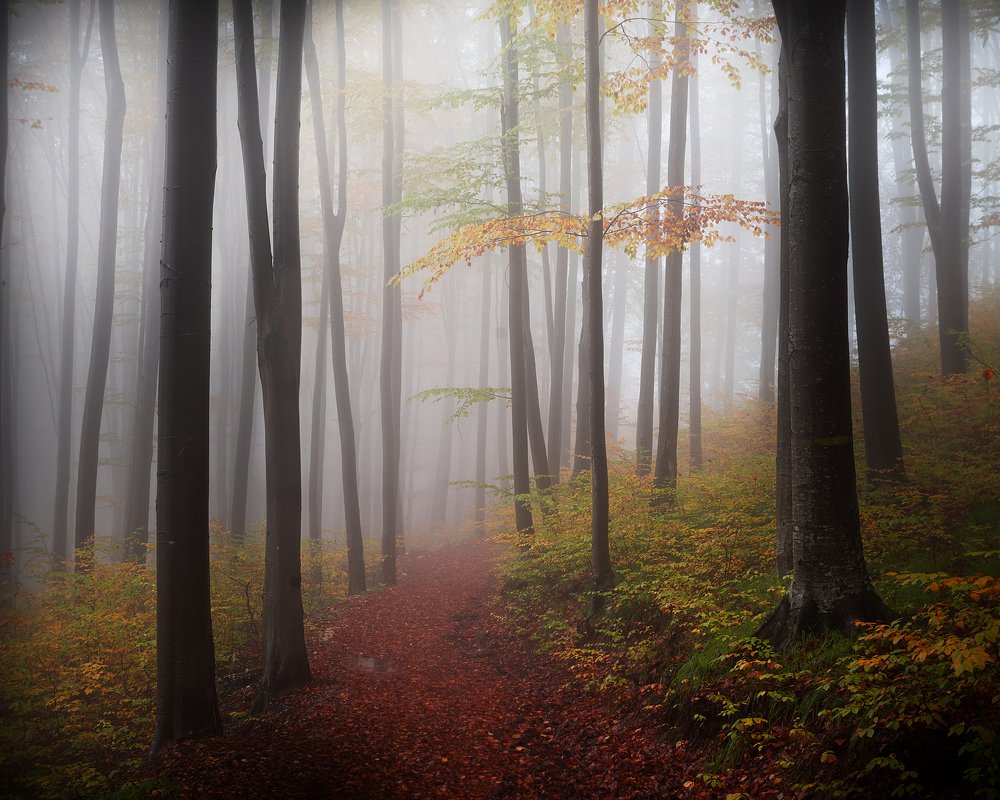 Photograph by Valentin Bițoi