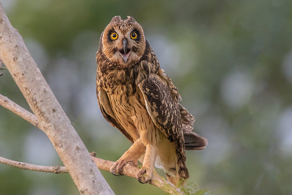 Photograph by Joao R Cortez