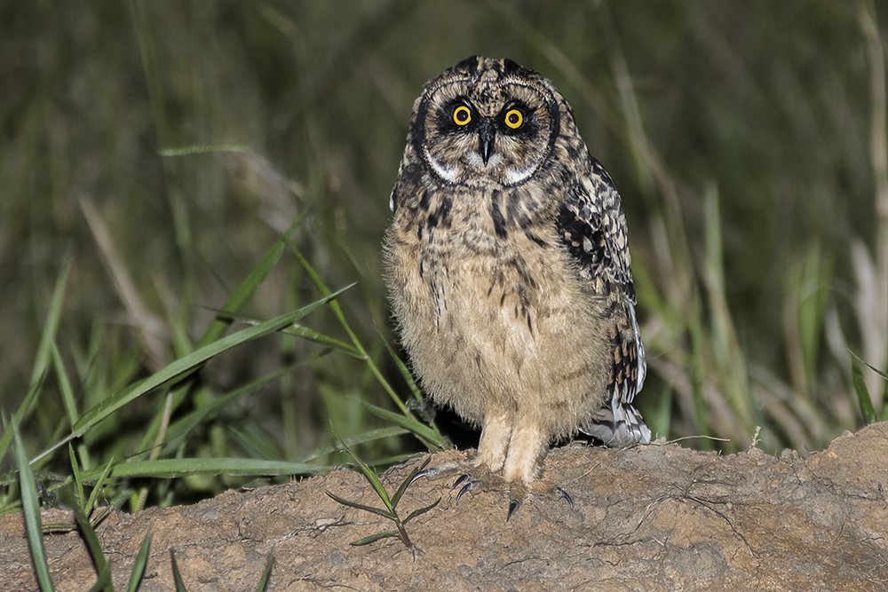 Photograph by Joao R Cortez