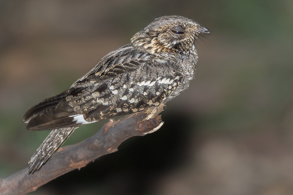 Photograph by Joao R Cortez