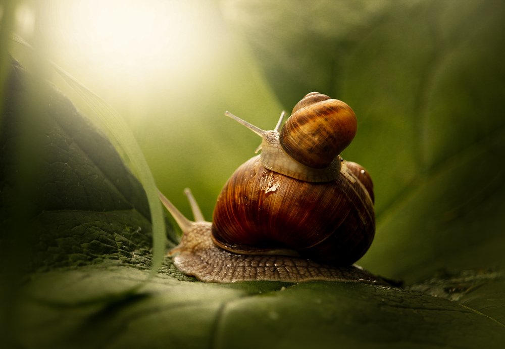 Эх, прокачу...