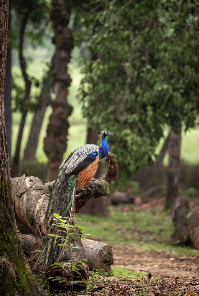 Photograph by USAIDUDDIN QUAZI