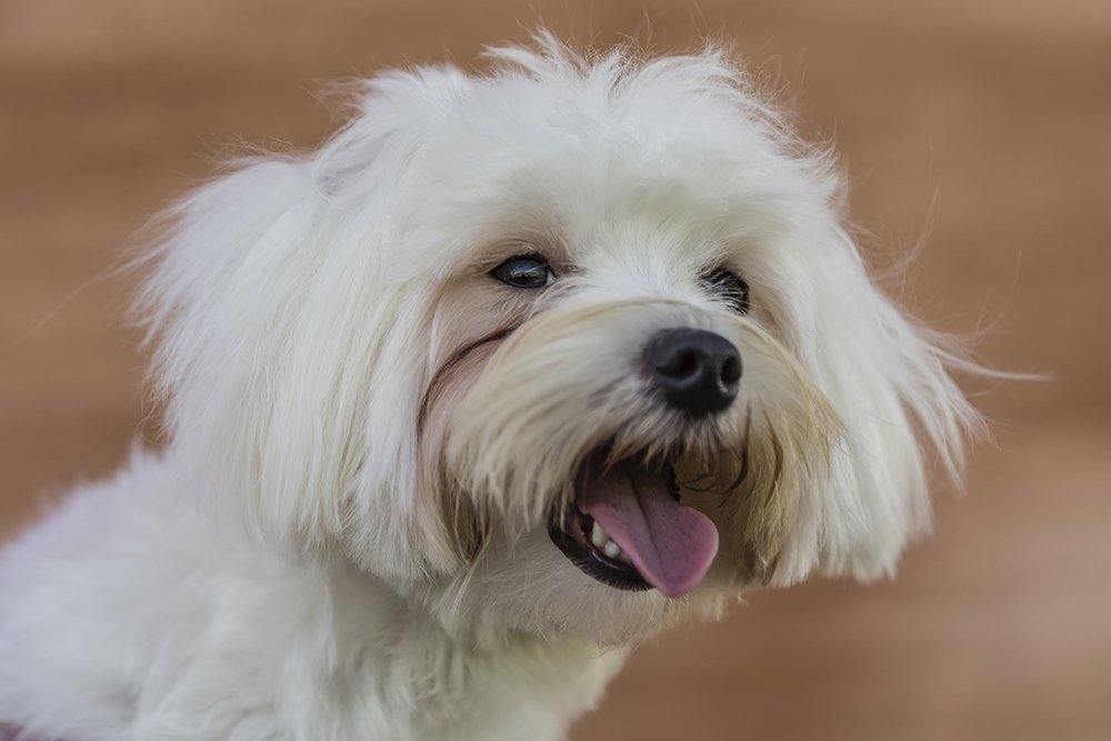 Photograph by Joao R Cortez