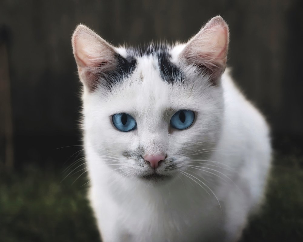 Photograph by Сергей Протасов