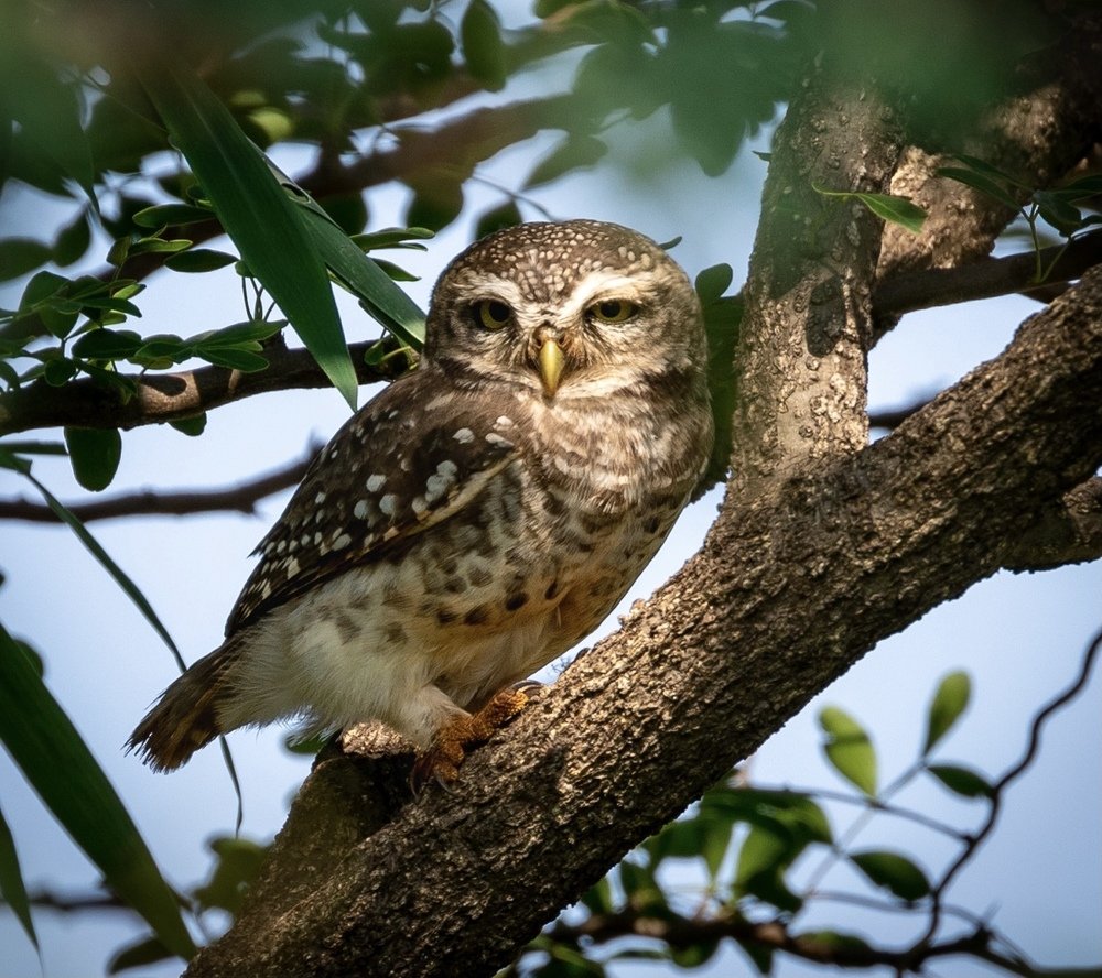 Photograph by USAIDUDDIN QUAZI