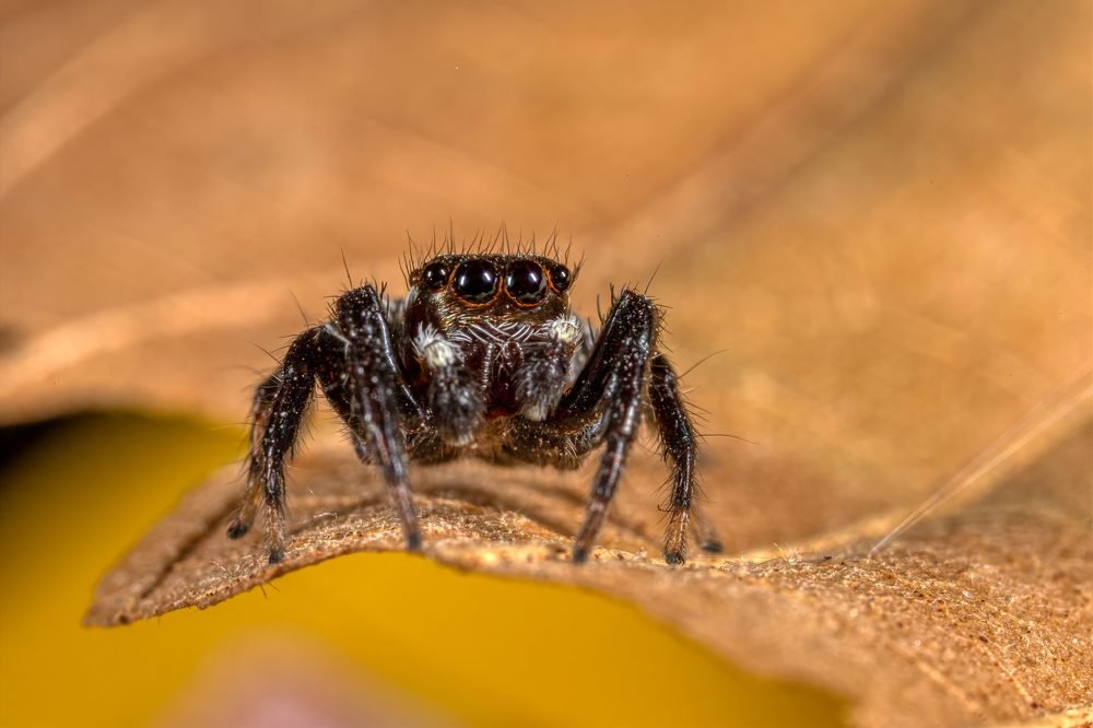 Фотография автора Vasileios Karapanagiotidis