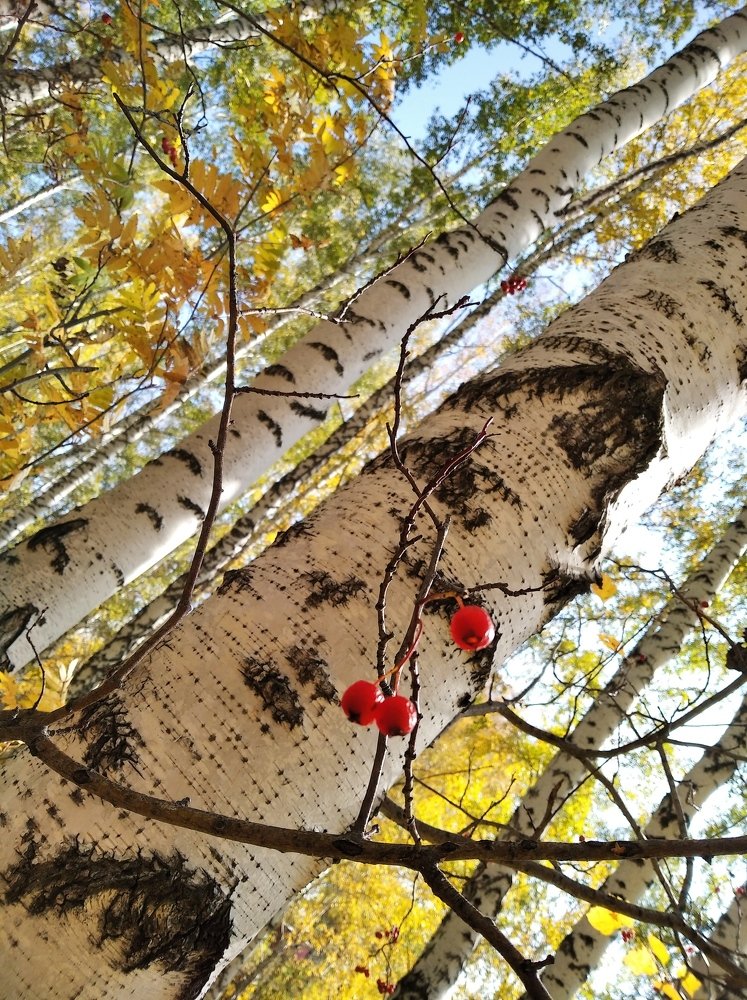 Photograph by Наталия Жернакова