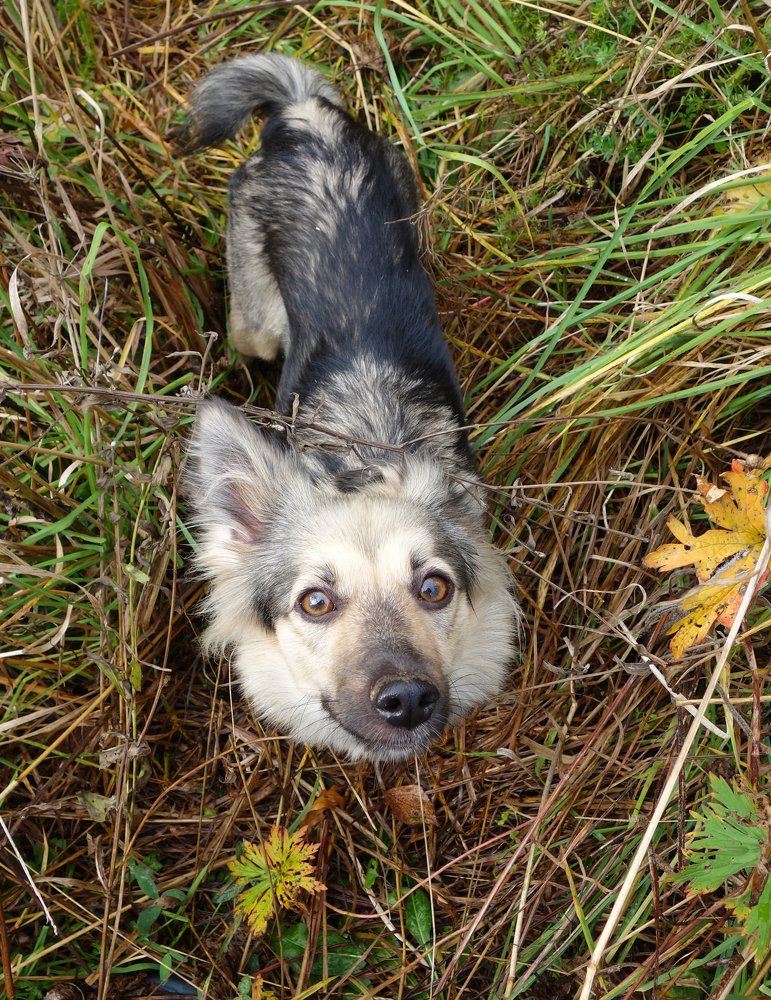 преданность