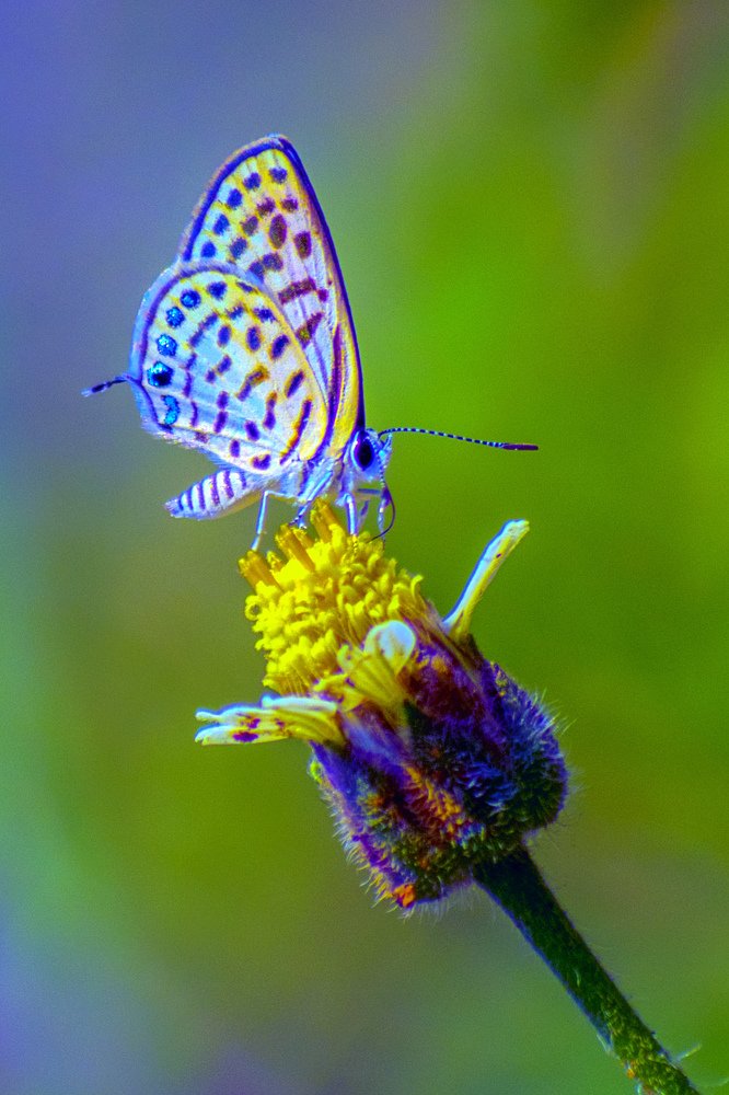 Photograph by Sai Ko Latt