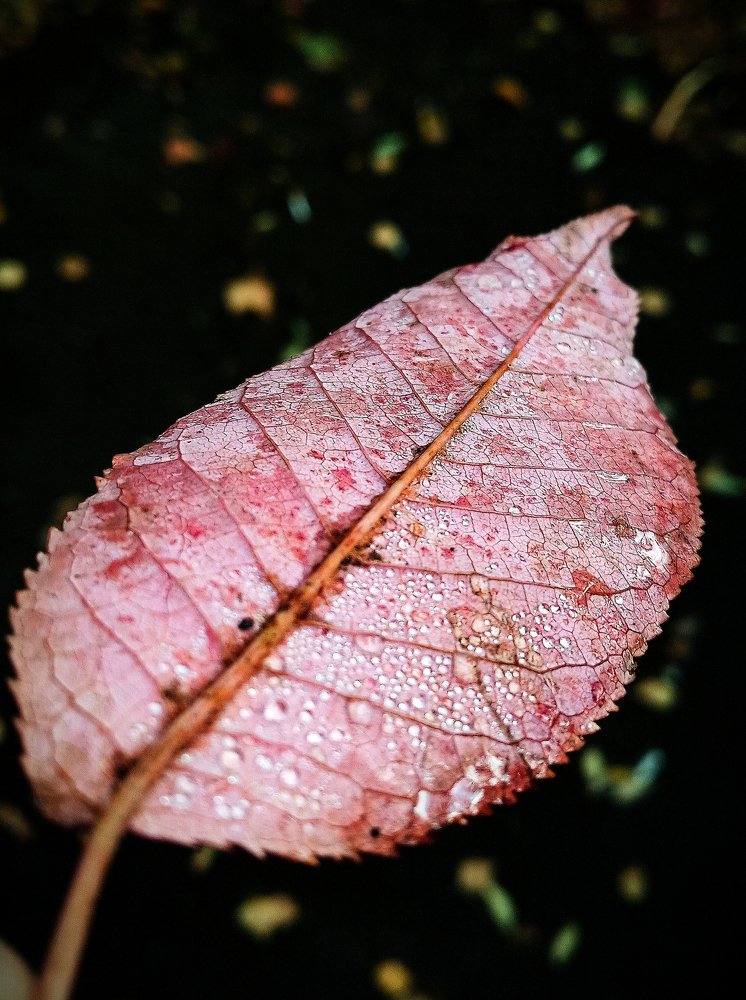 Photograph by Татьяна Зобова