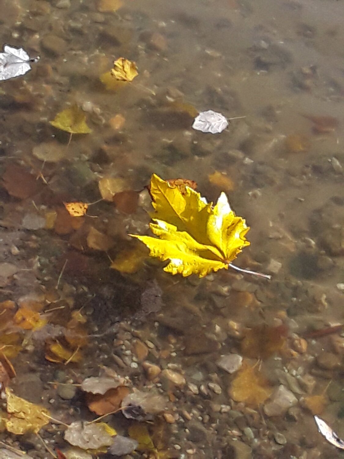 Photo #5247302
