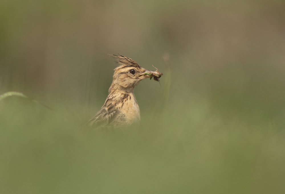A profile of a Sykes lark
