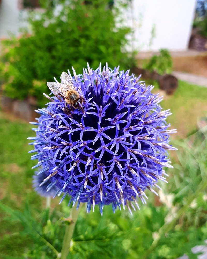 Bee on the ball flower..