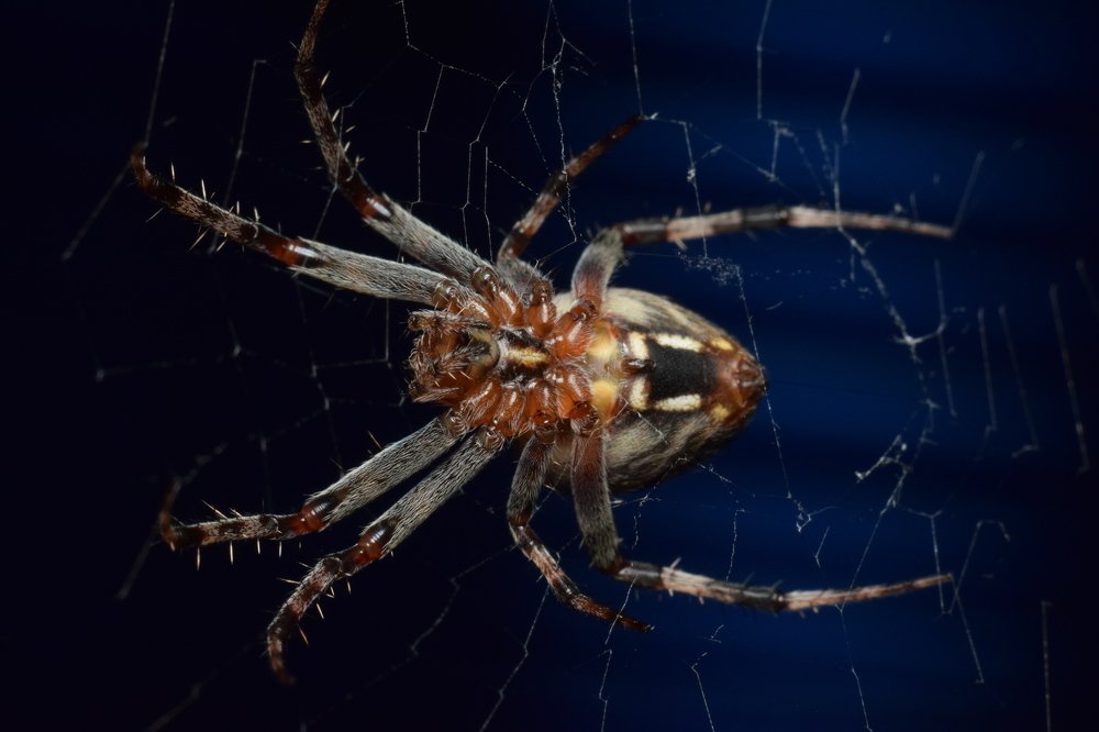 Photograph by Анастасия Киселева