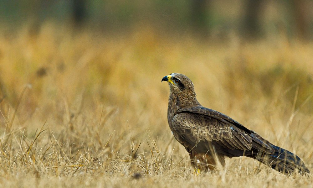 Photograph by Badrinath Kulkarni