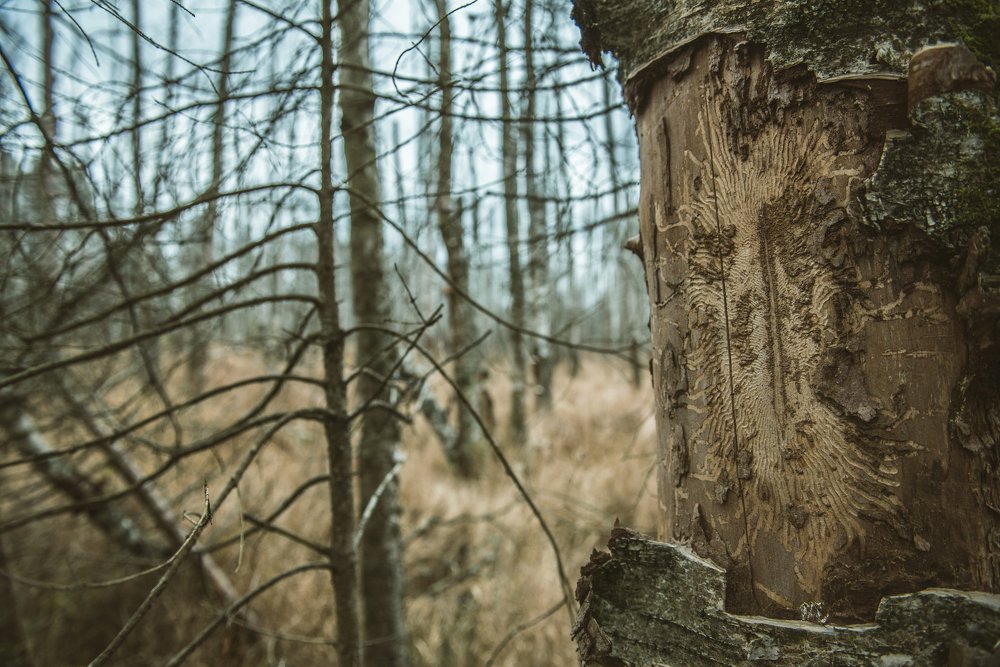 Photograph by Артем Полинин